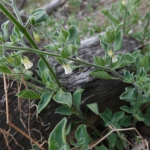 Salpichroa origanifolia at Deakin, ACT - 14 Oct 2019