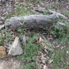 Salpichroa origanifolia at Deakin, ACT - 14 Oct 2019