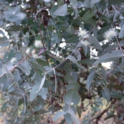 Eucalyptus cinerea subsp. cinerea (Argyle Apple) at Hughes, ACT - 8 Oct 2019 by JackyF