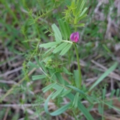 Vicia sativa at Deakin, ACT - 12 Oct 2019 03:58 PM