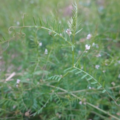 Vicia sp. (A Vetch) at Deakin, ACT - 12 Oct 2019 by JackyF