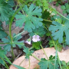 Geranium solanderi var. solanderi (Native Geranium) at Deakin, ACT - 12 Oct 2019 by JackyF