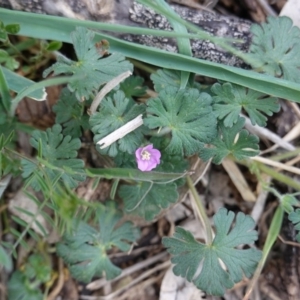 Geranium solanderi var. solanderi at Deakin, ACT - 12 Oct 2019 04:13 PM