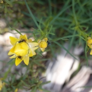 Xerochrysum viscosum at Deakin, ACT - 14 Oct 2019 03:46 PM