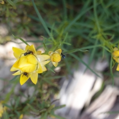 Xerochrysum viscosum (Sticky Everlasting) at Deakin, ACT - 14 Oct 2019 by JackyF