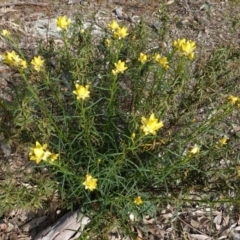 Xerochrysum viscosum at Deakin, ACT - 14 Oct 2019 03:46 PM