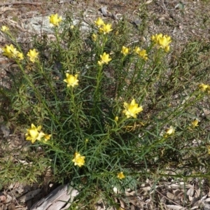 Xerochrysum viscosum at Deakin, ACT - 14 Oct 2019