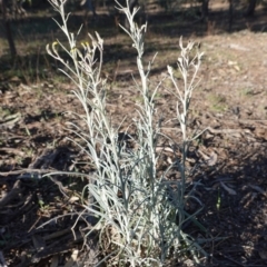 Senecio quadridentatus at Hughes, ACT - 15 Oct 2019