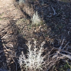 Senecio quadridentatus at Hughes, ACT - 15 Oct 2019