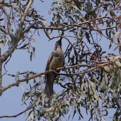 Anthochaera carunculata (Red Wattlebird) at Deakin, ACT - 14 Oct 2019 by JackyF