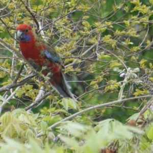 Platycercus elegans at Hughes, ACT - 16 Oct 2019