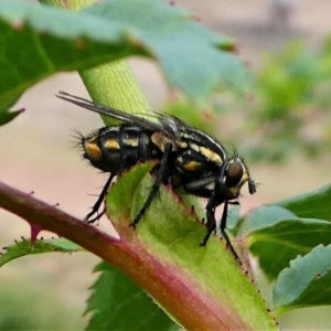 Oxysarcodexia varia at Duffy, ACT - 13 Oct 2019