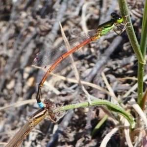 Ischnura aurora at Stromlo, ACT - 13 Oct 2019