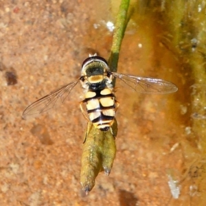 Simosyrphus grandicornis at Stromlo, ACT - 13 Oct 2019