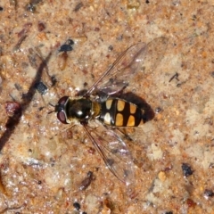 Melangyna viridiceps (Hover fly) at Stromlo, ACT - 13 Oct 2019 by HarveyPerkins