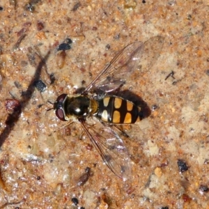 Melangyna viridiceps at Stromlo, ACT - 13 Oct 2019 12:06 PM