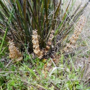 Lomandra multiflora at Duffy, ACT - 13 Oct 2019 11:54 AM