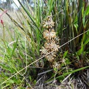 Lomandra multiflora at Duffy, ACT - 13 Oct 2019 11:54 AM