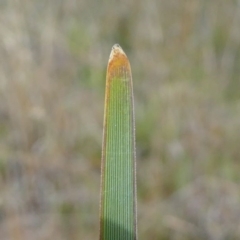 Lomandra multiflora at Duffy, ACT - 13 Oct 2019 11:54 AM