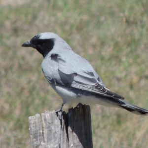 Coracina novaehollandiae at Tharwa, ACT - 9 Oct 2019