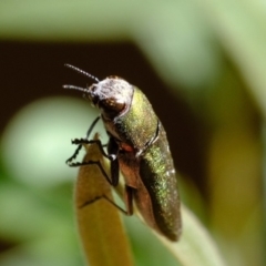 Melobasis propinqua (Propinqua jewel beetle) at Dunlop, ACT - 18 Oct 2019 by Kurt