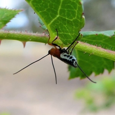 Braconidae (family) (Unidentified braconid wasp) at Duffy, ACT - 13 Oct 2019 by HarveyPerkins