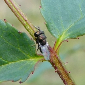 Chalcidoidea (superfamily) at Duffy, ACT - 13 Oct 2019 12:46 PM