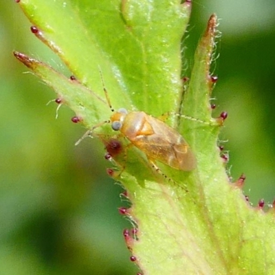 Miridae (family) (Unidentified plant bug) at Duffy, ACT - 13 Oct 2019 by HarveyPerkins