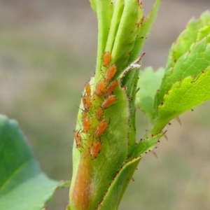 Macrosiphum rosae at Duffy, ACT - 13 Oct 2019