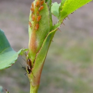 Macrosiphum rosae at Duffy, ACT - 13 Oct 2019