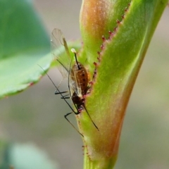 Macrosiphum rosae at Duffy, ACT - 13 Oct 2019