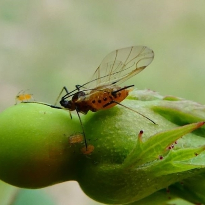 Macrosiphum rosae (Rose aphid) at Duffy, ACT - 13 Oct 2019 by HarveyPerkins