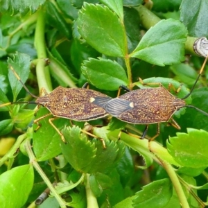 Poecilometis strigatus at Kambah, ACT - 13 Oct 2019