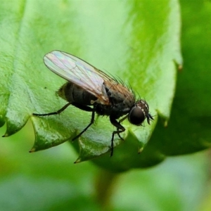 Muscidae (family) at Kambah, ACT - 13 Oct 2019