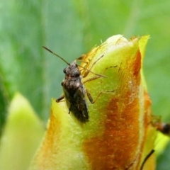 Nysius sp. (genus) (Seed bug) at Kambah, ACT - 13 Oct 2019 by HarveyPerkins