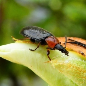 Pemanoa sp. (genus) at Kambah, ACT - 12 Oct 2019