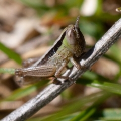 Macrotona australis at Rendezvous Creek, ACT - 18 Oct 2019 01:01 PM