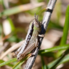 Macrotona australis at Rendezvous Creek, ACT - 18 Oct 2019