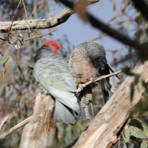 Callocephalon fimbriatum at Ainslie, ACT - suppressed