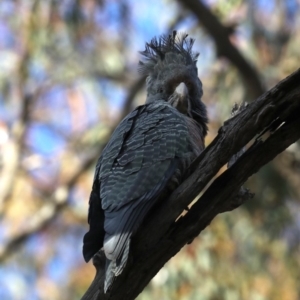 Callocephalon fimbriatum at Ainslie, ACT - suppressed