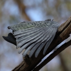 Callocephalon fimbriatum at Ainslie, ACT - suppressed