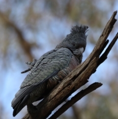 Callocephalon fimbriatum at Ainslie, ACT - suppressed