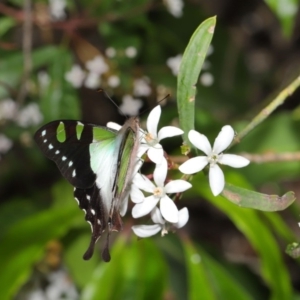 Graphium macleayanum at Acton, ACT - 18 Oct 2019