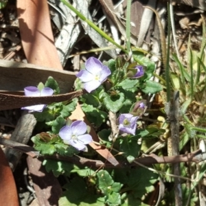 Veronica calycina at Jerrabomberra, ACT - 19 Oct 2019 02:53 PM