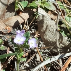 Veronica calycina at Jerrabomberra, ACT - 19 Oct 2019 02:53 PM