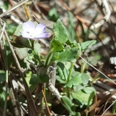 Veronica calycina at Jerrabomberra, ACT - 19 Oct 2019 02:53 PM