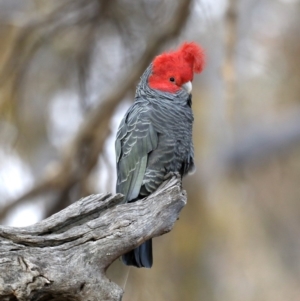 Callocephalon fimbriatum at Ainslie, ACT - suppressed