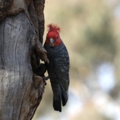 Callocephalon fimbriatum at Ainslie, ACT - suppressed