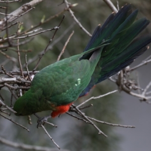 Alisterus scapularis at Ainslie, ACT - 27 Aug 2019 10:01 AM