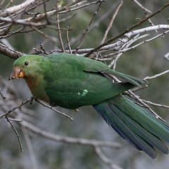 Alisterus scapularis at Ainslie, ACT - 27 Aug 2019 10:01 AM